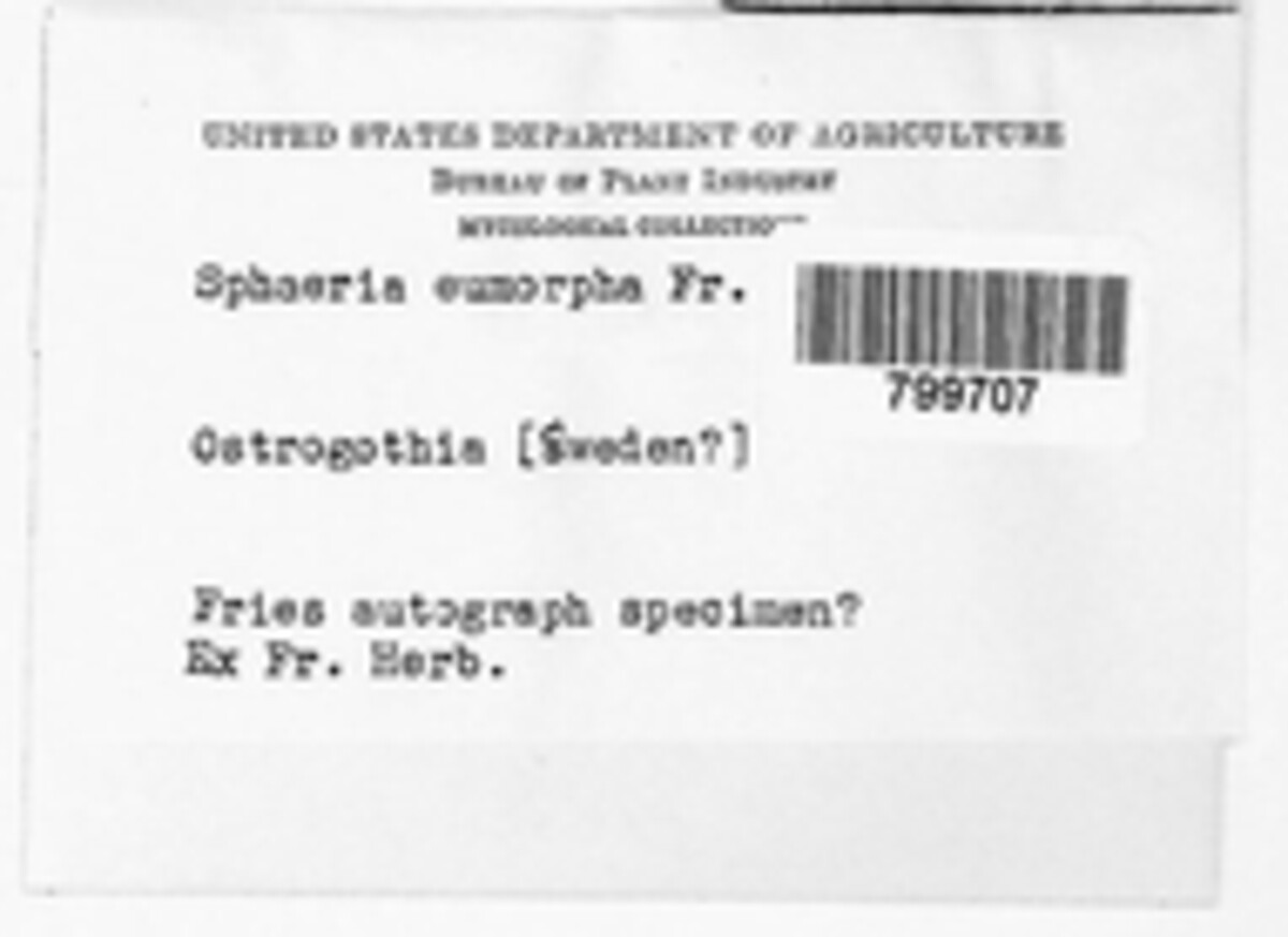 Diaporthe eumorpha image